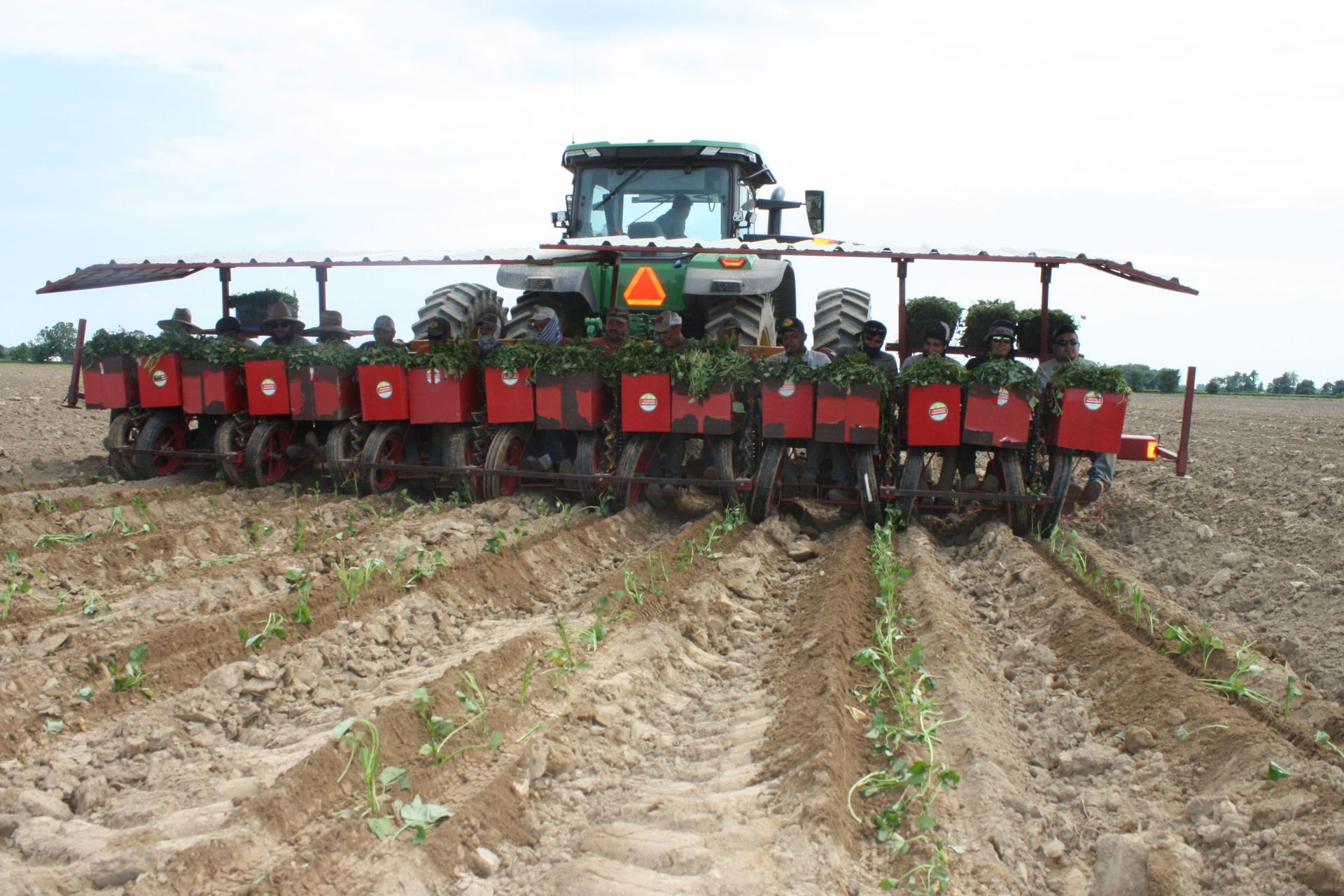 Transplanting 