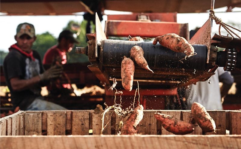 Comprehensive Sweet Potato Profiles